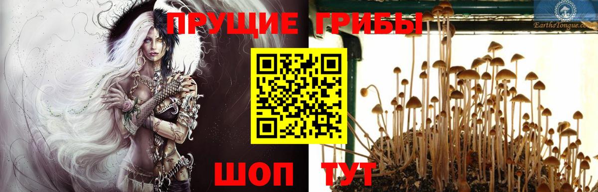 Псилоцибиновые грибы Psilocybe Верхняя Салда